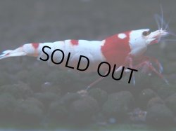 画像1: 279　H【KOREA MAX RT】月一チャンス！到着１５時間後画像 ウルトラレッド種親ミックス！