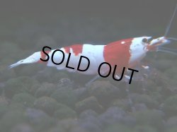画像1: 271　H【KOREA MAX RT】月一チャンス！到着１５時間後画像 ウルトラレッド種親ミックス！