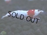 260　H【KOREA MAX RT】月一チャンス！到着１５時間後画像 ウルトラレッド種親ミックス！