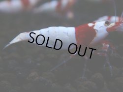 画像1: 143　H【月末スペシャル！】ブリードルームから初売り！ウルトラレッド 種親候補20連発！抱卵個体も多数
