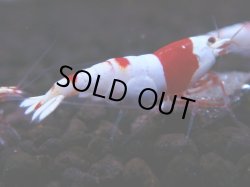 画像1: 131　H【月末スペシャル！】ブリードルームから初売り！ウルトラレッド 種親候補20連発！抱卵個体も多数