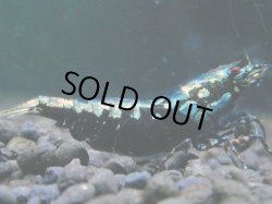 画像1: 303　K【月末スペシャル！】特別出品アディショナル！TKシュリンプ BLACK GALAXY 種親