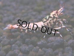 画像1: 284　K【月末スペシャル！】HY shrimp レッドギャラクシー