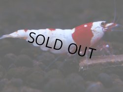画像1: 142　H【月末スペシャル！】ブリードルームから初売り！ウルトラレッド 種親候補20連発！抱卵個体も多数