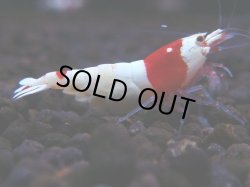画像1: 137　H【月末スペシャル！】ブリードルームから初売り！ウルトラレッド 種親候補20連発！抱卵個体も多数