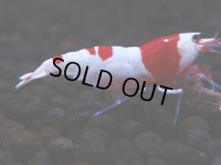 画像1: 135　H【月末スペシャル！】ブリードルームから初売り！ウルトラレッド 種親候補20連発！抱卵個体も多数