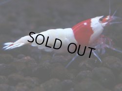 画像1: 134　H【月末スペシャル！】ブリードルームから初売り！ウルトラレッド 種親候補20連発！抱卵個体も多数