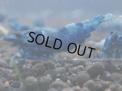 画像1: 253　C【月末スペシャル！】MATERIAL BLUE 2.0センチオーバーアダルト全て♀