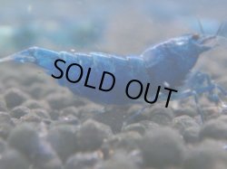 画像1: 258　C【月末スペシャル！】MATERIAL BLUE 2.0センチオーバーアダルト全て♀
