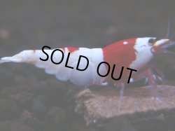 画像1: 149　H【月末スペシャル！】ブリードルームから初売り！ウルトラレッド 種親候補20連発！抱卵個体も多数