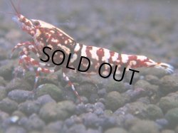 画像1: 283　K【月末スペシャル！】HY shrimp レッドギャラクシー
