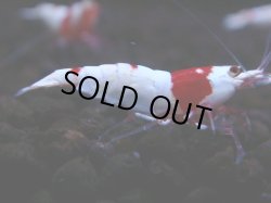 画像1: 136　H【月末スペシャル！】ブリードルームから初売り！ウルトラレッド 種親候補20連発！抱卵個体も多数