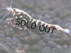 画像1: 285　K【月末スペシャル！】HY shrimp レッドギャラクシー