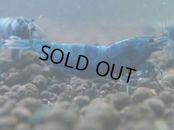 画像1: 260　C【月末スペシャル！】MATERIAL BLUE 2.0センチオーバーアダルト全て♀