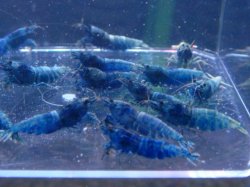 画像2: ターコイズ  MATERIAL BLUE 全て♀確定（送料込み）