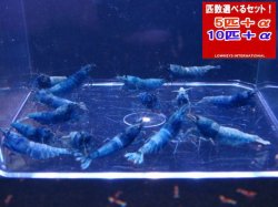 画像1: ターコイズ  MATERIAL BLUE 全て♀確定（送料込み）