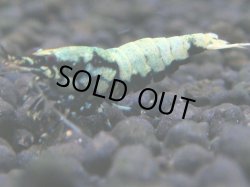 画像1: 018　H【ANYTIME RT】新種系色々MIX お宝ミックス50連発からスタート！