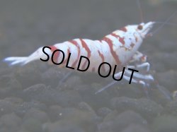 画像1: 017　H【ANYTIME RT】新種系色々MIX お宝ミックス50連発からスタート！