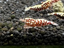 画像1: 151　P【ANYTIME RT】スマホでRFBSF 全部アダルトメス個体！ 【ナイトバーゲン！】