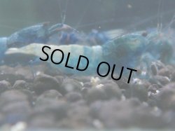 画像1: 206　C【ANYTIME RT】Turquoise MATERIAL BLUE 種親アダルトメス確定！【Morning一斉出品】