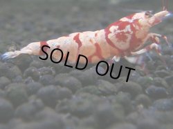 画像1: 300　H【ANYTIME RT】一転ミポリンフラッシュ 新種系色々MIX50連発！＊本日輸入作業の為 出品は終了となり次回8月7日10時00分より最終500点まで出品ラッシュとなります