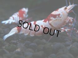 画像1: 225　P【ANYTIME RT】RED FANCY TIGER SSS含む最高峰個体！【Morning一斉出品】