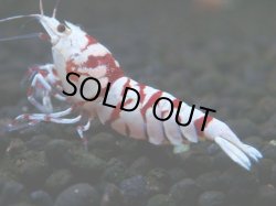 画像1: 229　P【ANYTIME RT】RED FANCY TIGER SSS含む最高峰個体！【Morning一斉出品】