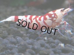 画像1: 223　P【ANYTIME RT】RED FANCY TIGER SSS含む最高峰個体！【Morning一斉出品】