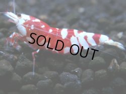 画像1: 228　P【ANYTIME RT】RED FANCY TIGER SSS含む最高峰個体！【Morning一斉出品】