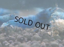 画像1: 201　C【ANYTIME RT】Turquoise MATERIAL BLUE 種親アダルトメス確定！【Morning一斉出品】