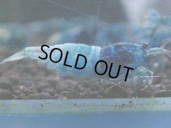 画像1: 204　C【ANYTIME RT】Turquoise MATERIAL BLUE 種親アダルトメス確定！【Morning一斉出品】