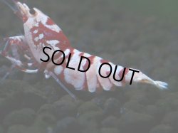 画像1: 227　P【ANYTIME RT】RED FANCY TIGER SSS含む最高峰個体！【Morning一斉出品】