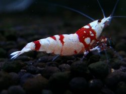 画像1: 317　H【ANYTIME RT】虎豹（タイガービー）選別漏れ特価！ここからも出る出る！