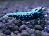 414　H【ANYTIME RT】ファイナル100連発！TKシュリンプ DEEP RED GALAXY 種親クラス BIGサイズ！