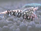 411　H【ANYTIME RT】ファイナル100連発！TKシュリンプ DEEP RED GALAXY 種親クラス BIGサイズ！