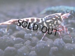 画像1: 411　H【ANYTIME RT】ファイナル100連発！TKシュリンプ DEEP RED GALAXY 種親クラス BIGサイズ！