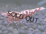 420　H【ANYTIME RT】ファイナル100連発！TKシュリンプ DEEP RED GALAXY 種親クラス BIGサイズ！