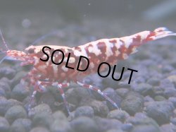 画像1: 420　H【ANYTIME RT】ファイナル100連発！TKシュリンプ DEEP RED GALAXY 種親クラス BIGサイズ！