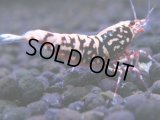 417　H【ANYTIME RT】ファイナル100連発！TKシュリンプ DEEP RED GALAXY 種親クラス BIGサイズ！
