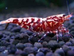 画像1: 412　H【ANYTIME RT】ファイナル100連発！TKシュリンプ DEEP RED GALAXY 種親クラス BIGサイズ！