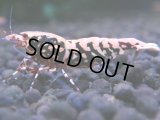 413　H【ANYTIME RT】ファイナル100連発！TKシュリンプ DEEP RED GALAXY 種親クラス BIGサイズ！