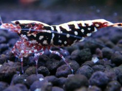 画像1: 415　H【ANYTIME RT】ファイナル100連発！TKシュリンプ DEEP RED GALAXY 種親クラス BIGサイズ！