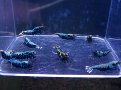 画像2: 409　H【ANYTIME RT】ファイナル100連発！BMG種親クラス BIGサイズ ほとんどメス！