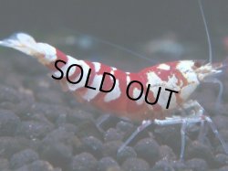 画像1: 400　K【ANYTIME RT】サヤチャンス！＊次回16時00分 ファイナル100連発！ウルトラレッド・TKシュリンプ・HY shrimp・BMGなど一斉出品予定となります