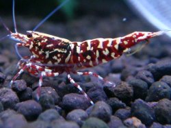 画像1: 416　H【ANYTIME RT】ファイナル100連発！TKシュリンプ DEEP RED GALAXY 種親クラス BIGサイズ！