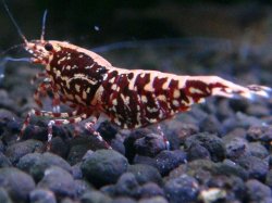 画像1: 418　H【ANYTIME RT】ファイナル100連発！TKシュリンプ DEEP RED GALAXY 種親クラス BIGサイズ！