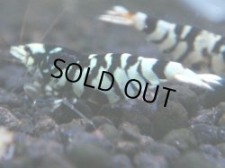 画像1: 154　P【ANYTIME RT】BLACK FANCY TIGER ミドルハイ！朝からハイグレード50連発！【Morning Live】