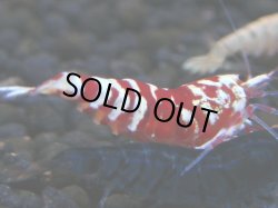 画像1: 215　H【ANYTIME RT】ミポリンフラッシュ×コスパ祭り50連発！新種系お宝ミックス