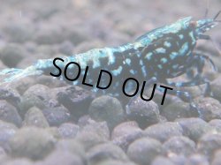 画像1: 400　K【ANYTIME RT】ミポリンフラッシュ×コスパ50連発！＊今週の出品は終了となります 12時30分までのご連絡で本日発送可能です 