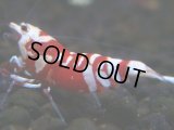 260【前祭RT】サヤチャンス100連発！
